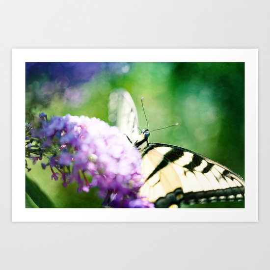 Butterfly Art Print