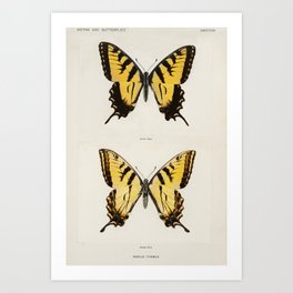 Eastern Tiger Swallowtail | Moths and Butterflies of the United States |  Art Print