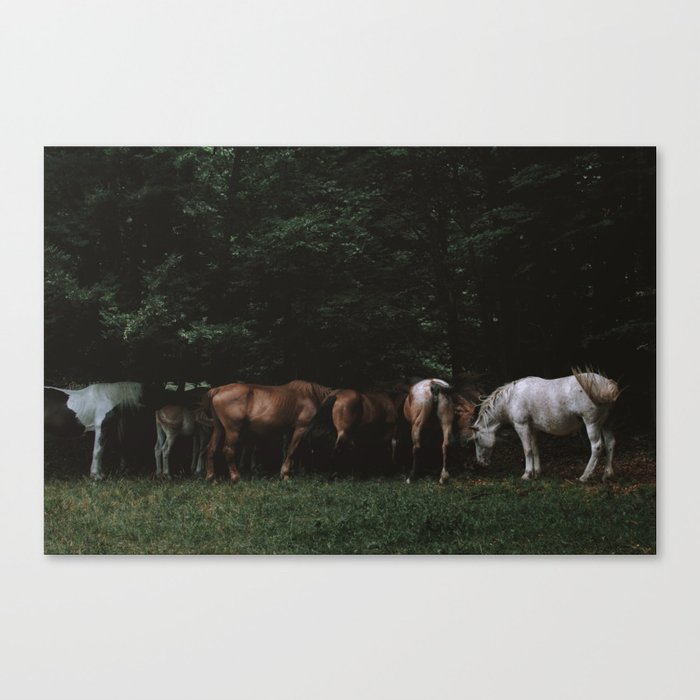 Wild Horses in the Woods | Nature and Landscape Photography Canvas Print