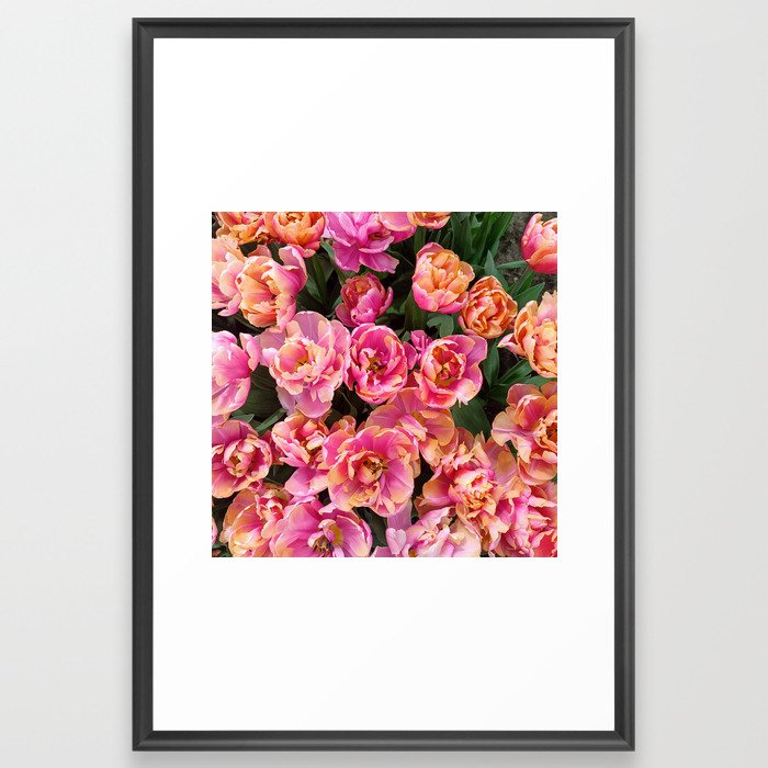 Tulip flower holland pink nature Framed Art Print