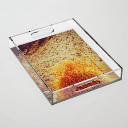 Brown cactus desert | Cacti close-up | Trendy exotic plants Acrylic Tray