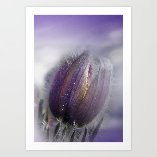Pasque-flower on texture -2- Art Print