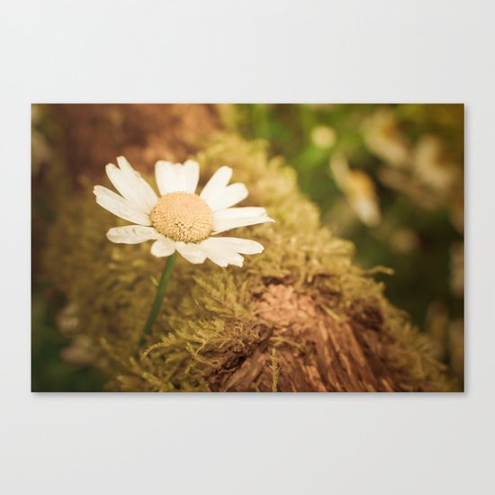 Daisy nature Canvas Print