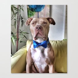 Bean in a bowtie Canvas Print