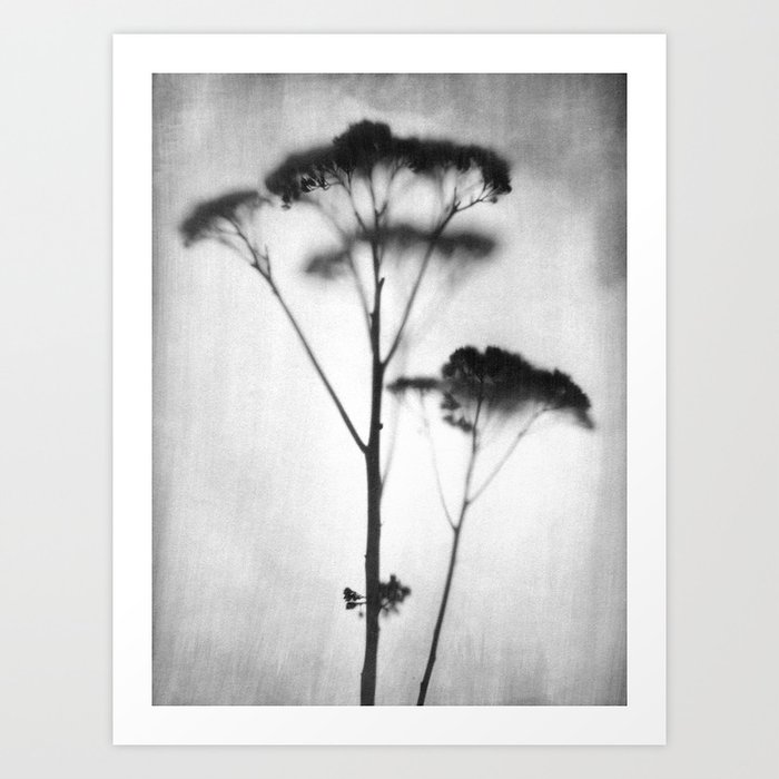 Black and White Vintage Style Botanical Photograph Art Print