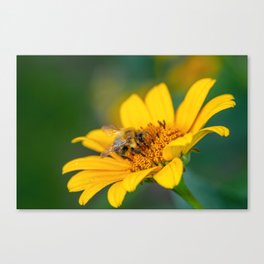 Bumblebee Collecting Nectar Macro Photography Canvas Print