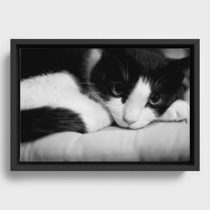 Cat black and white Framed Canvas