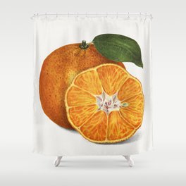 Delicious Orange Tangerine Illustration Shower Curtain