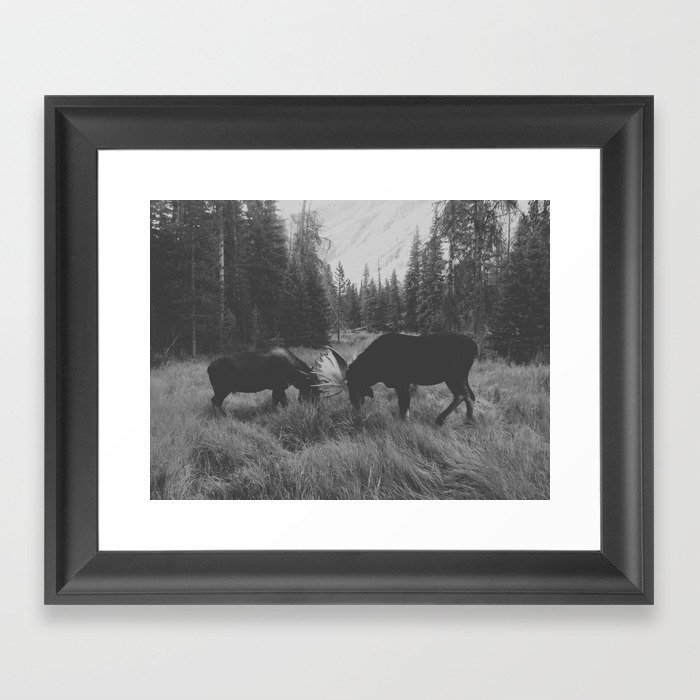 Moose Battle Framed Art Print