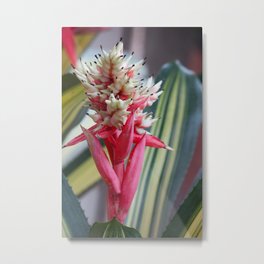 Pink and White Flower Metal Print | Sunlight, White, Sunl, Digital, Enviorment, Sunshine, Photo, Color, Green, Outdoors 