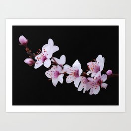 Cherry Blossoms (All artist proceeds will be donated to Stop AAPI Hate) Art Print