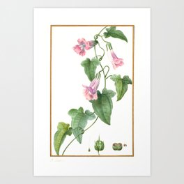 Maurandia Semperflorens Floral Vintage Botanical Print Art Print