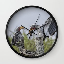 Southern Yellow-billed Hornbills Mating Display, No. 1 Wall Clock | Wings, Beaks, Yellow Billed, Hornbill, Southern, White, Botswana, Color, Blue, Black 