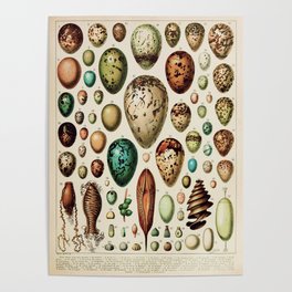 Eggs Vintage Poster by Adolphe Millot Poster