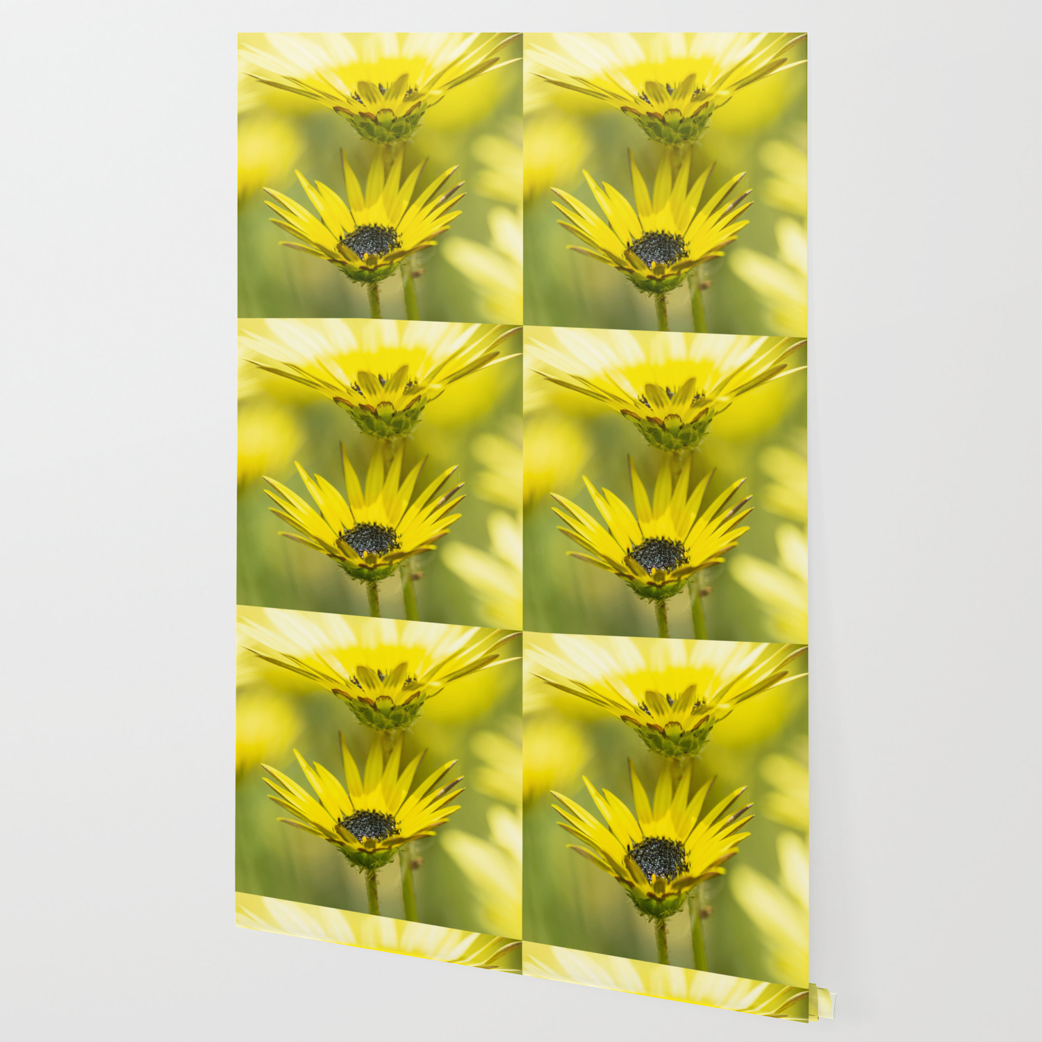 The Beauty Of Yellow Daisies Wallpaper By Cesartorres Society6