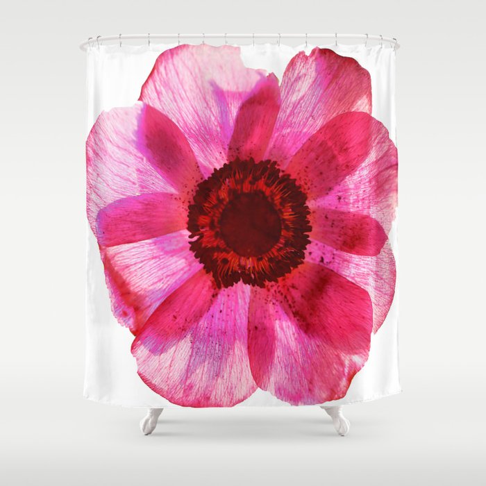 Fragile and beautiful - red anemone in white background #decor #society6 #buyart Shower Curtain