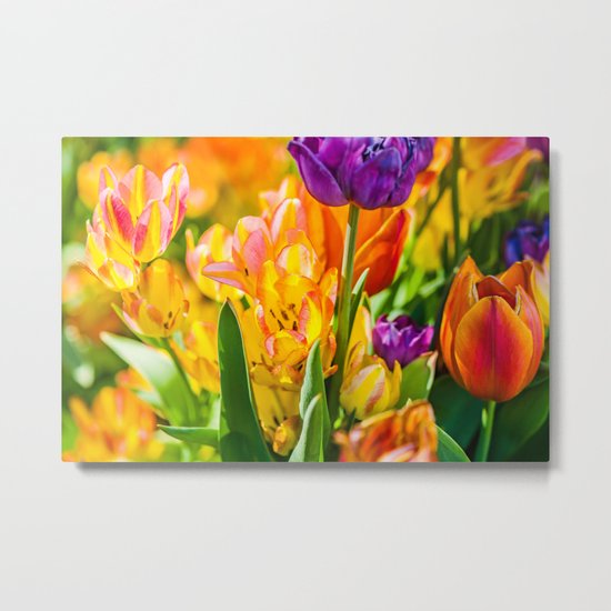 Tulips Enchanting 01 Metal Print