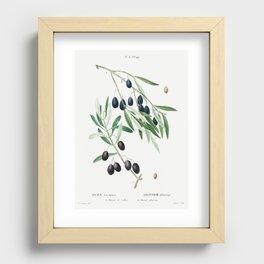 Olive (Olea europaea) from Traité des Arbres et Arbustes que l’on cultive en France en pleine terre Recessed Framed Print