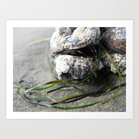 Barnacle 73 Art Print