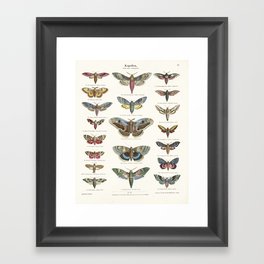 Vintage Moth Chart Framed Art Print