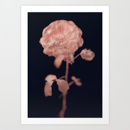 Rose modern dark art print design Art Print