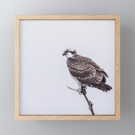 Osprey, Bird Photography, Birds of Prey, Fish Hawk, Wildlife Photography, Minimalist Photo Framed Mini Art Print