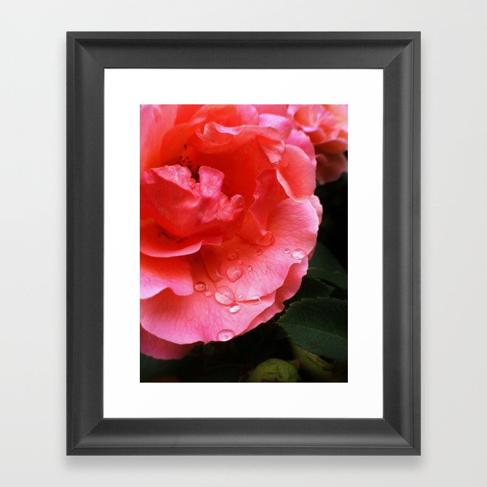 Pink Rose and Rain Framed Art Print