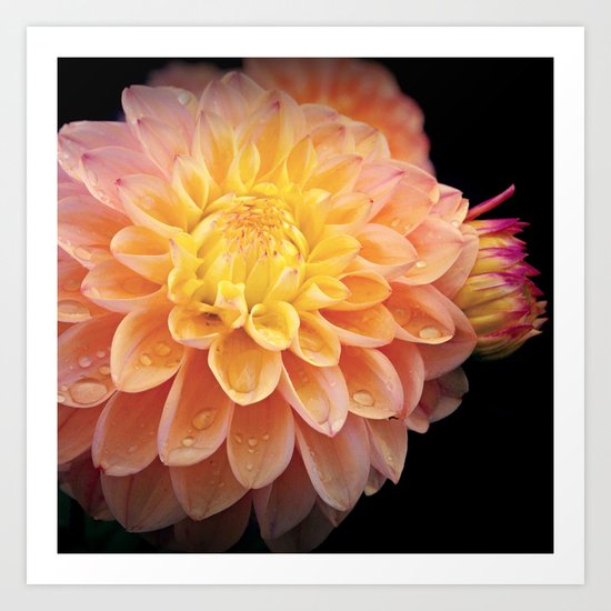 Pretty Pink Yellow Dahlia Art Print