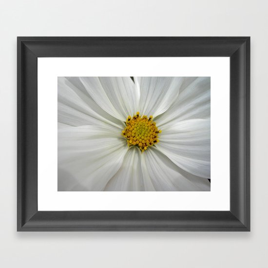 white cosmos III Framed Art Print