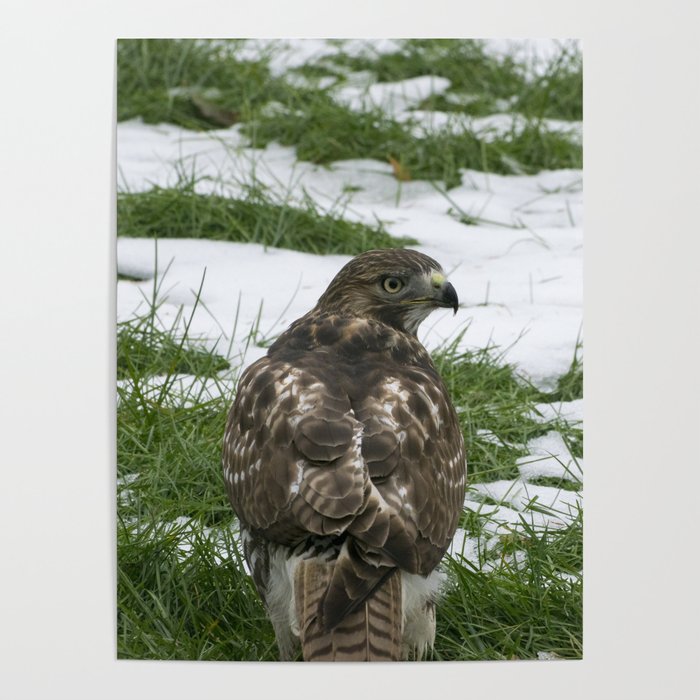 Hawks Winter Glance Poster
