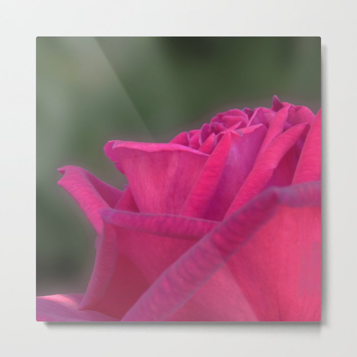 Pink rose flower Metal Print