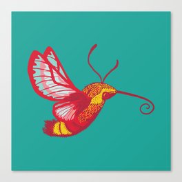 Hummingbird Moth Canvas Print