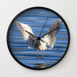Black-headed gull (Chroicocephalus ridibundus) Wall Clock