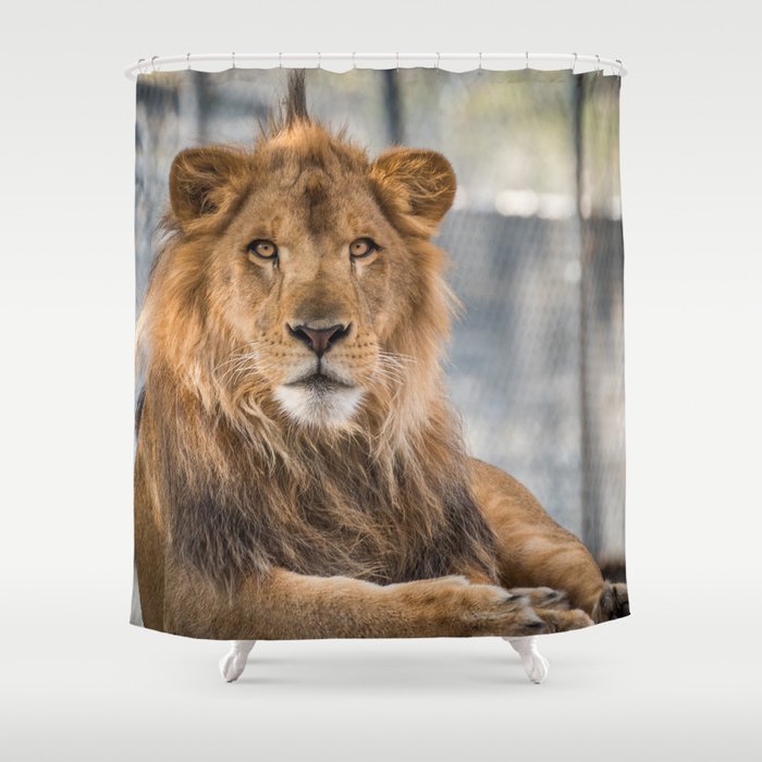 All shower curtains deals
