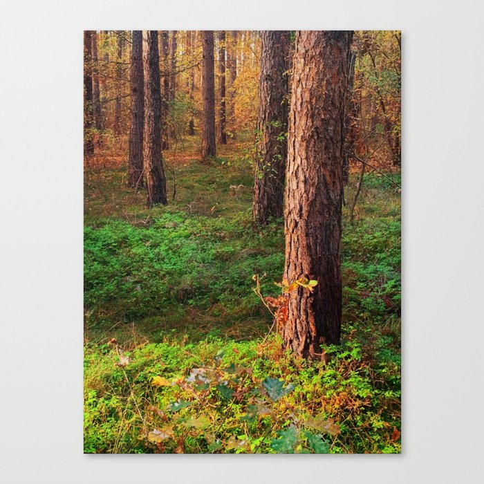 Morning Forest Sunset Canvas Print