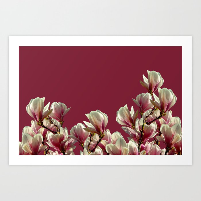 Magnolia Blossoms Flowers red background Art Print