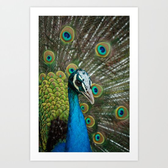 Peacock Art Print