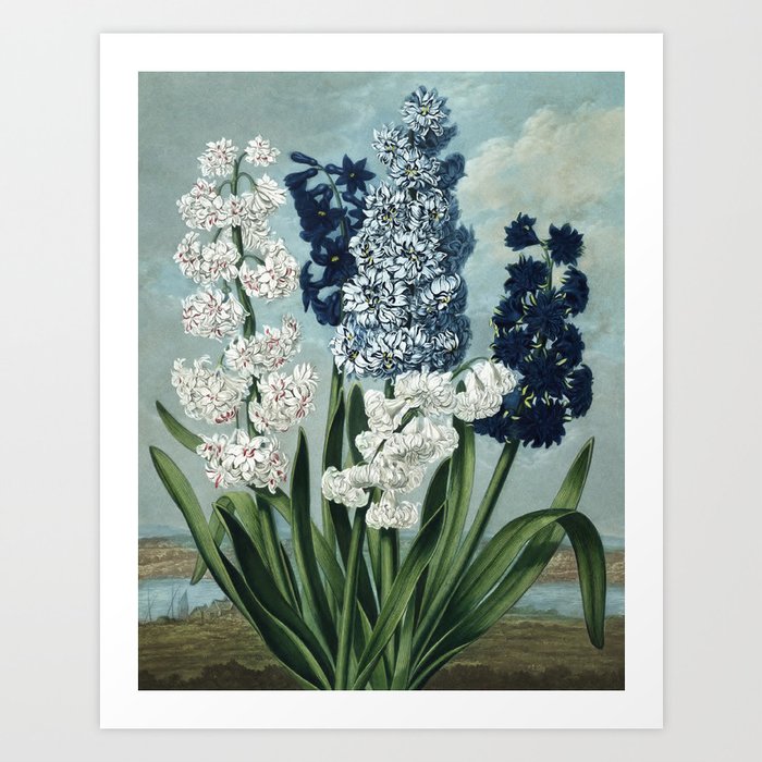 Hyacinths Botanical Plate from The Temple of Flora Art Print