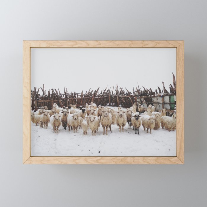 Snowy Sheep Stare Framed Mini Art Print