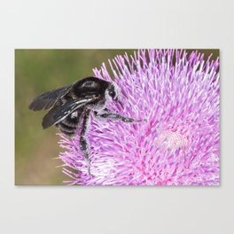 Bumblebee on Thistle Flower 02 Canvas Print