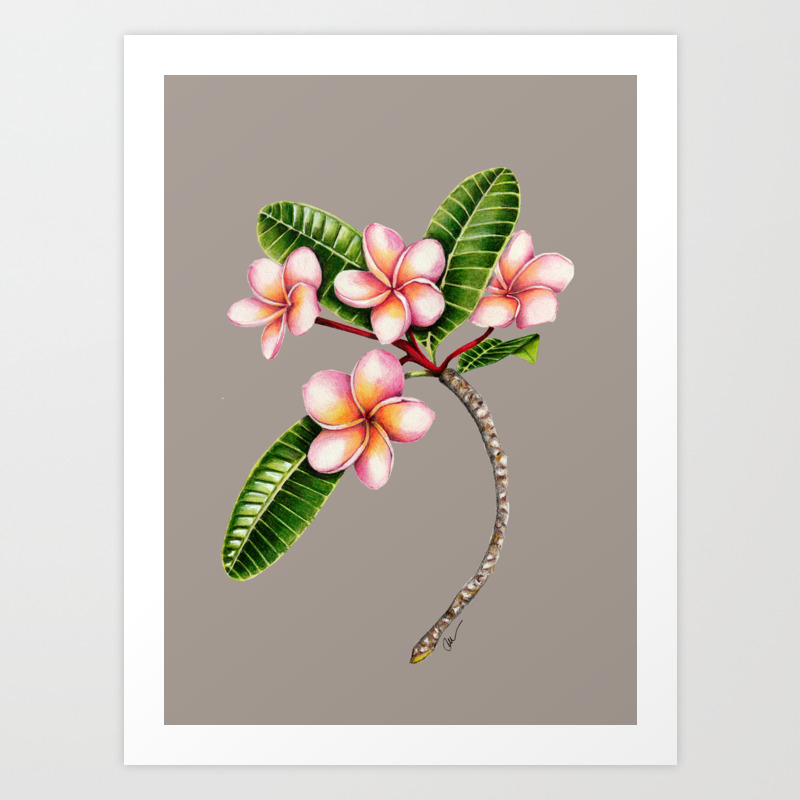 Frangipani Botanical Illustration Art Print By Blissbooksandpaper Society6