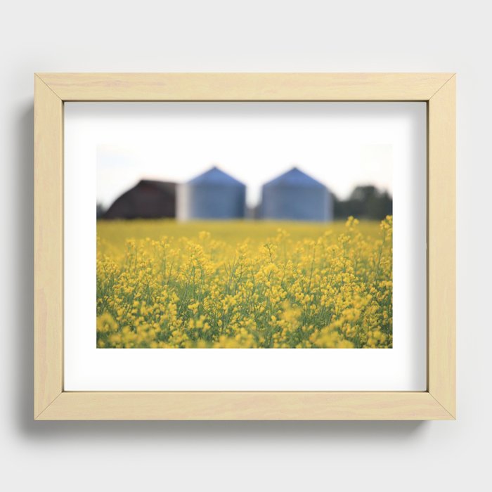 Canola Field Recessed Framed Print
