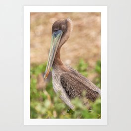 Pelican Portrait  Art Print
