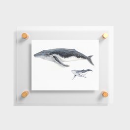 Humpback whale mother and humpback whale baby Floating Acrylic Print
