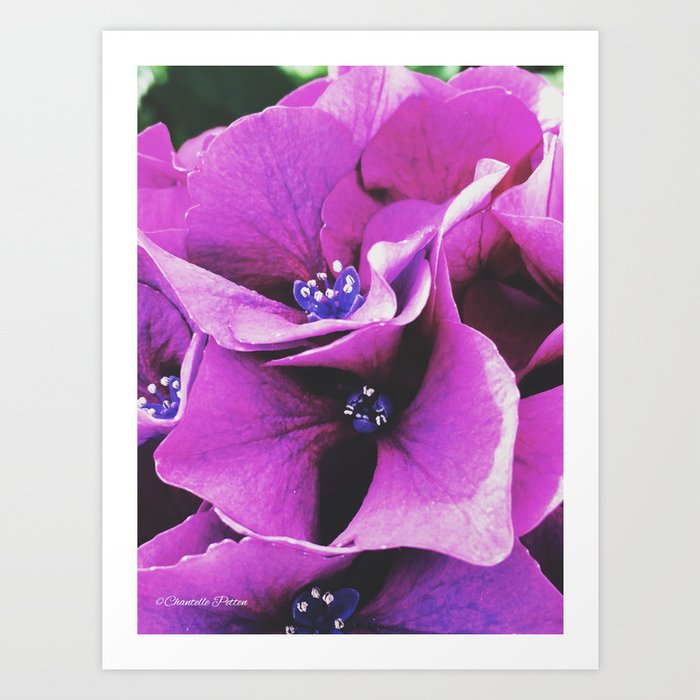 Purple Beauty Art Print