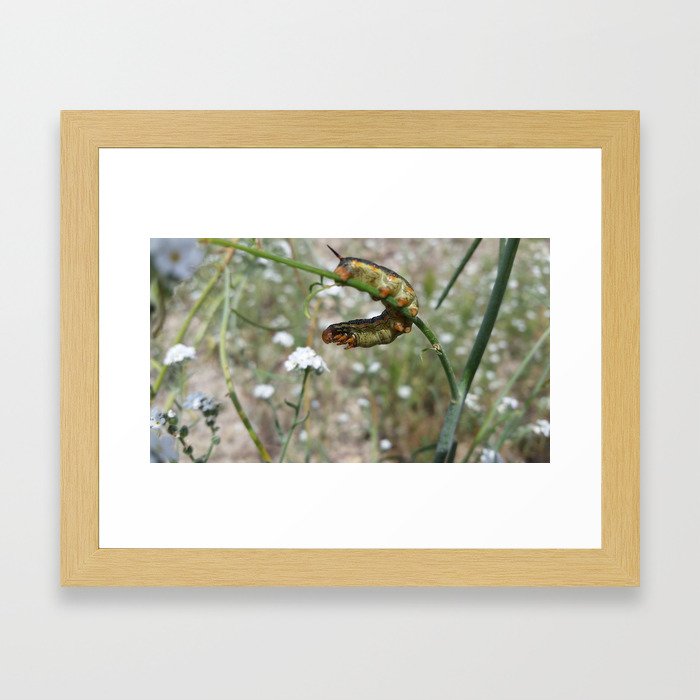 Pre-Hummingbird Moth Framed Art Print