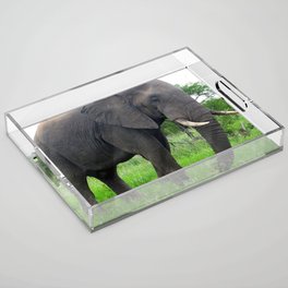 South Africa Photography - An Elephant On The Green Grassy Field Acrylic Tray