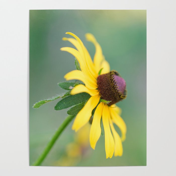 Portrait of a Wildflower Poster