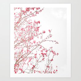 Pink Magnolias - Flower photography by Ingrid Beddoes Art Print