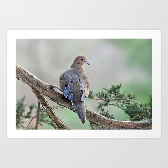 Gentle Dove Art Print